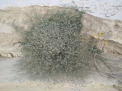 Polycarpaea robbairea A delicate perennial of the extreme desert.  Geotagged,Israel,Polycarpaea robbairea,Winter