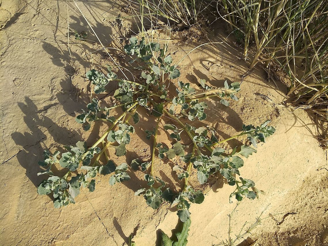 Atriplex dimorphostegia An annual of desert sands.  Atriplex dimorphostegia,Geotagged,Israel,Winter
