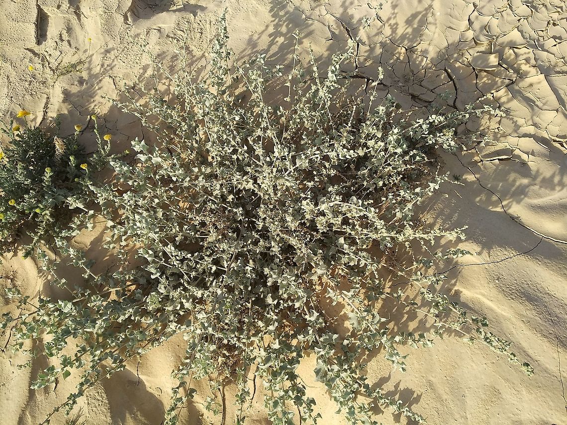 Atriplex leucoclada A common desert sub-shrub Atriplex leucoclada,Geotagged,Israel,Winter