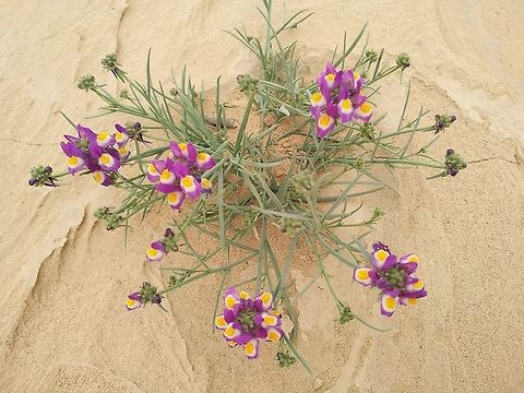 Linaria haelava A common desert annual. Variable in flower colour.  Geotagged,Israel,Linaria haelava,Winter