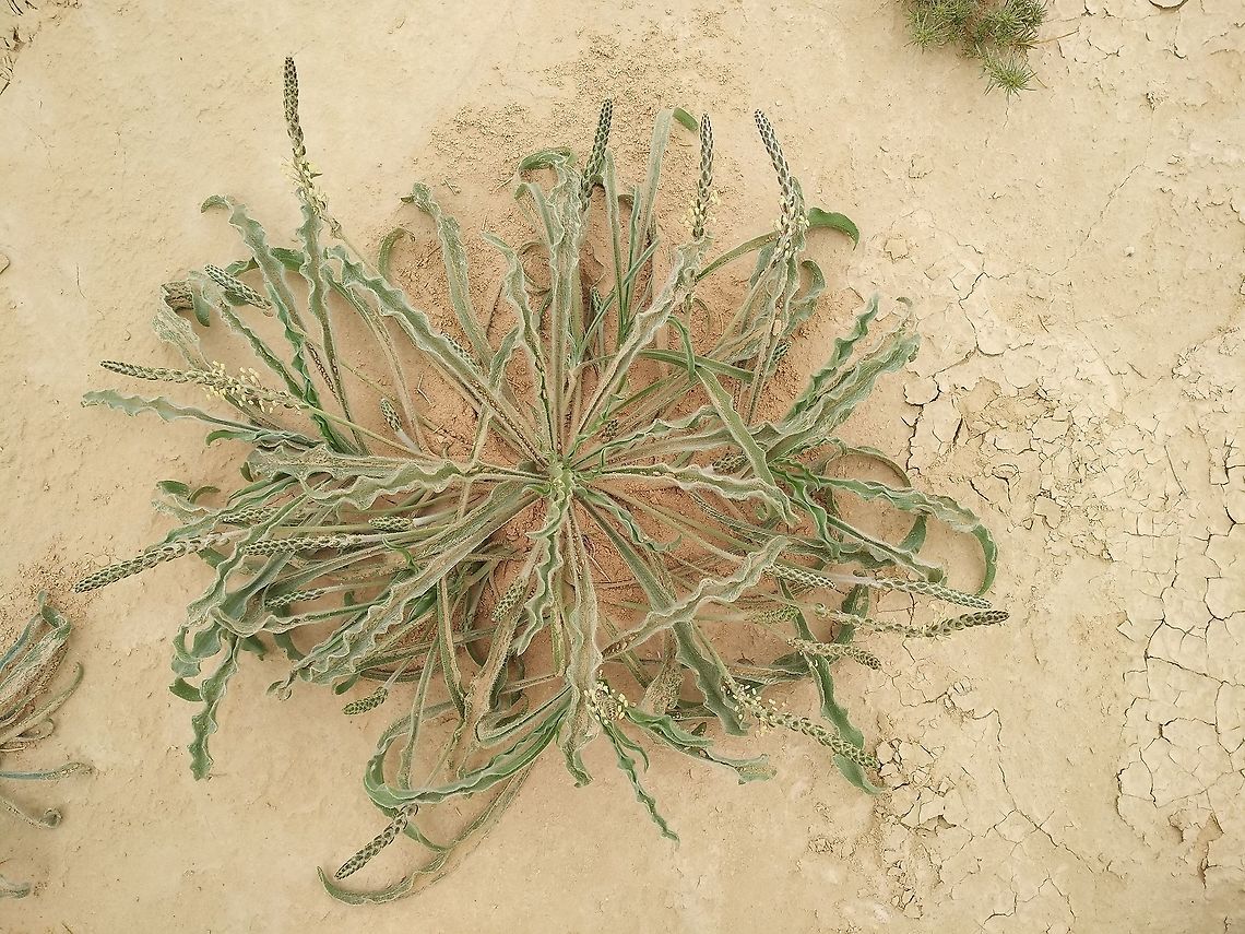 Plantago cylindrica A common desert annual, found in sandy habitats.  Geotagged,Israel,Plantago cylindrica,Winter
