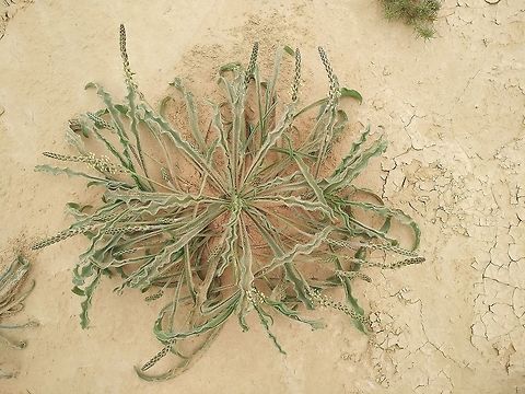 Plantago cylindrica A common desert annual, found in sandy habitats.  Geotagged,Israel,Plantago cylindrica,Winter
