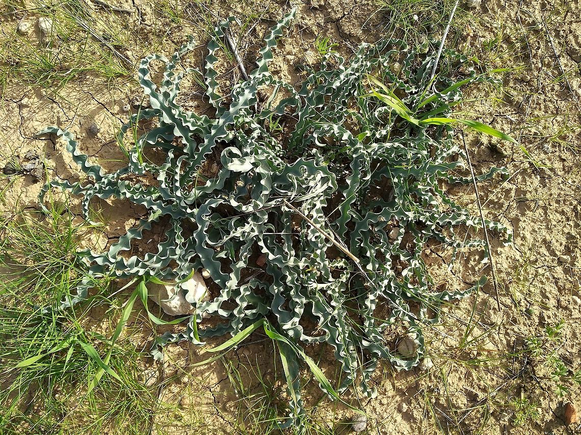 Drimia palaestina A bulb of the dry Mediterranean and semideserts.  Drimia palaestina,Drimia undata,Geotagged,Israel,Winter