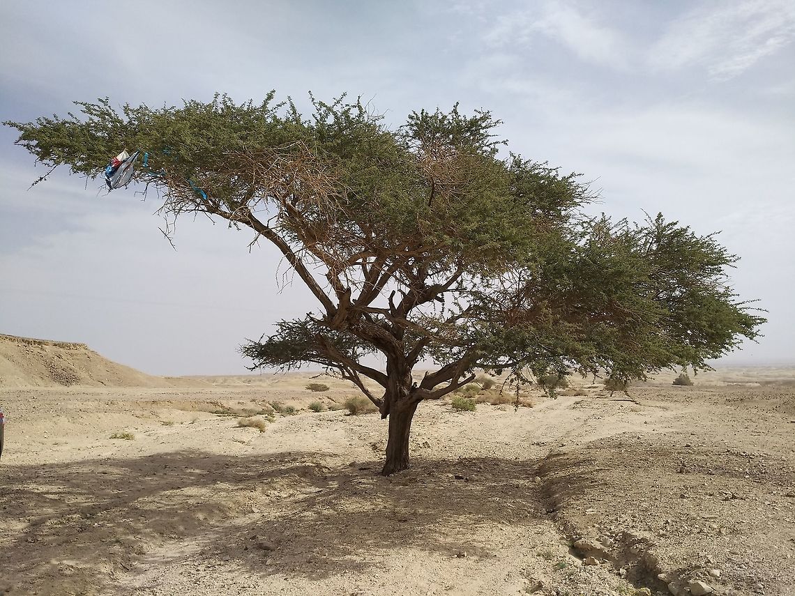 Acacia raddiana A common termophylic desert and savvanah tree.  Acacia raddiana,Geotagged,Israel,Winter