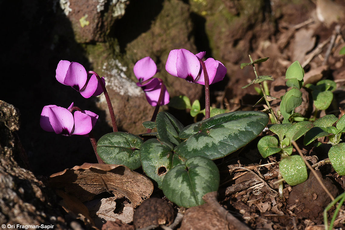 Cyclamen coum A winter flower of the Middle East and and Caucasus mountains. Cyclamen coum,Eastern Sowbread,Geotagged,Winter