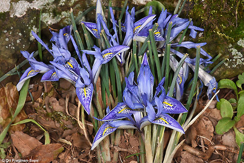 Iris histrio A winter flower, found between N Israel and S Turkey. Geotagged,Iris histrio,Syrian Iris,Winter