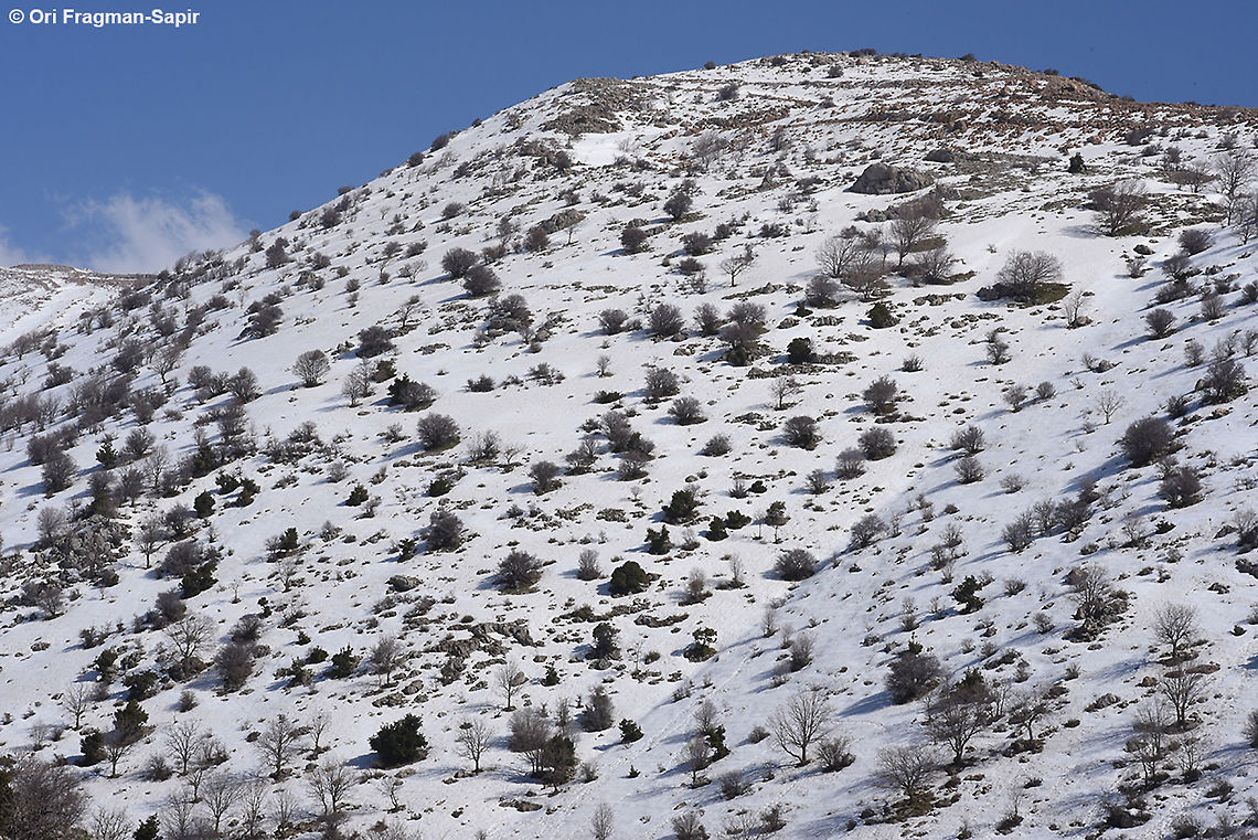 Quercus boissieri Open arid oak forests are typical to the mountains of the Middle east. Aleppo oak,Geotagged,Winter,infectoria