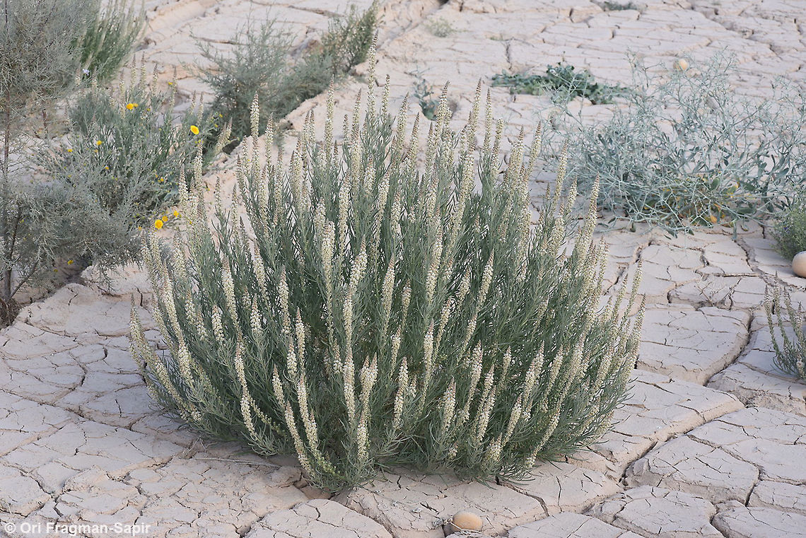 Reseda stenostachya Reseda stenostachya is a perennial of the extreme desert. Geotagged,Israel,Reseda stenostachya,Winter