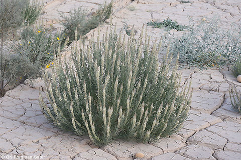 Reseda stenostachya Reseda stenostachya is a perennial of the extreme desert. Geotagged,Israel,Reseda stenostachya,Winter