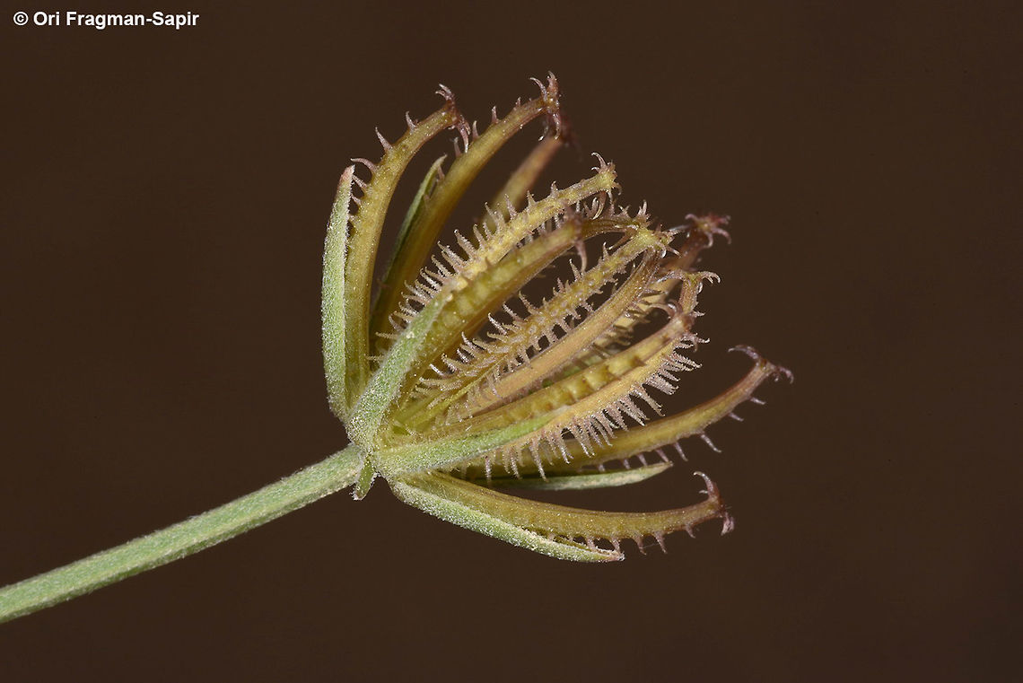 Koelpinia linearis Koelpinia linearis is a common desert annual, Here you can see its fruiting head. Geotagged,Israel,Koelpinia linearis,Winter