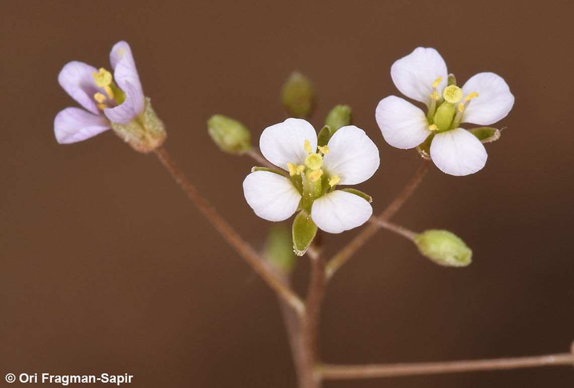 Savignya parviflora Savignya parviflora is a delicate annual of desert sands. Geotagged,Israel,Savignya parviflora,Winter