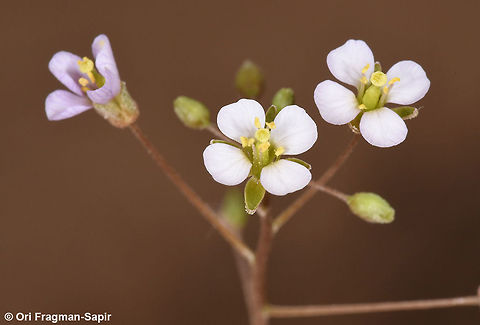 Savignya parviflora Savignya parviflora is a delicate annual of desert sands. Geotagged,Israel,Savignya parviflora,Winter