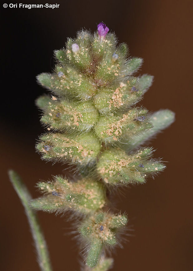 Arnebia tinctoria A small annual with purple tiny flowers and red roots. Arnebia tinctoria,Geotagged,Israel,Winter