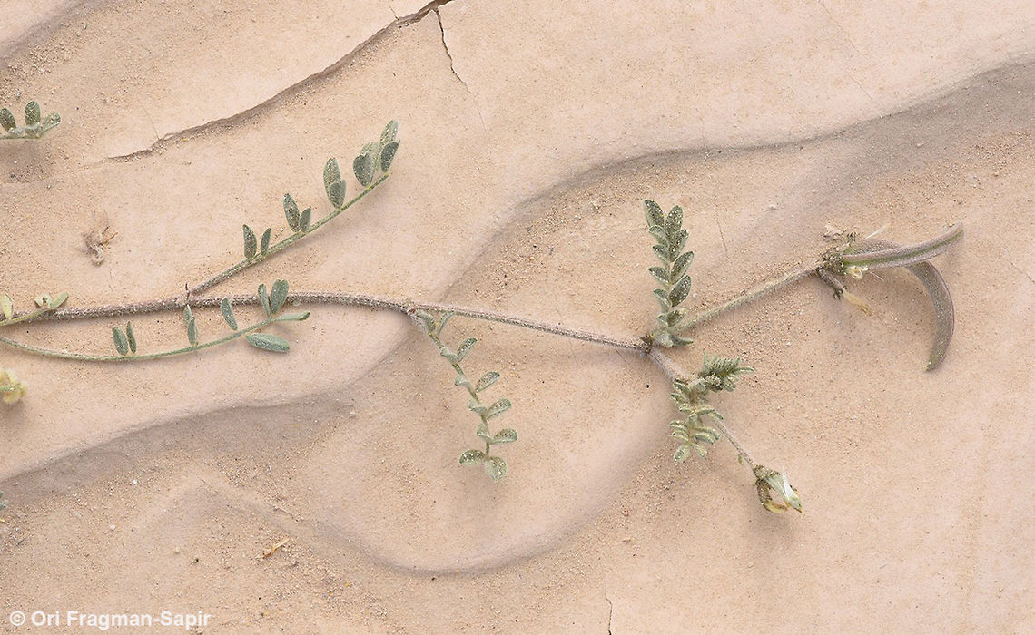 Astragalus intercedens Astragalus intercedens  is a desert inconspicuous annual. Astragalus intercedens,Geotagged,Israel,Winter