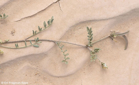 Astragalus intercedens Astragalus intercedens  is a desert inconspicuous annual. Astragalus intercedens,Geotagged,Israel,Winter