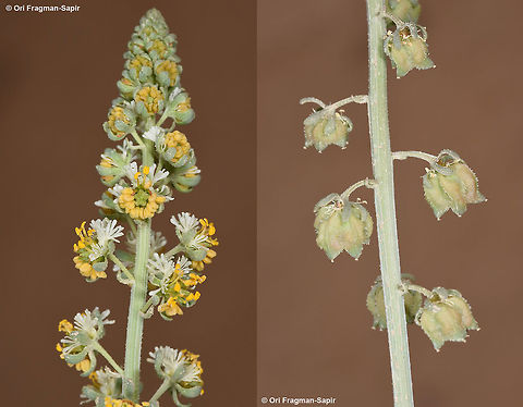 Reseda arabica An annual of the desert sands. This species has typical pending fruits. Geotagged,Israel,Reseda arabica,Winter
