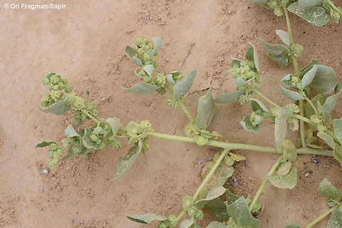 Atriplex dimorphostegia An annual of the desert sands, it has two different types of fruits. Atriplex dimorphostegia,Geotagged,Winter