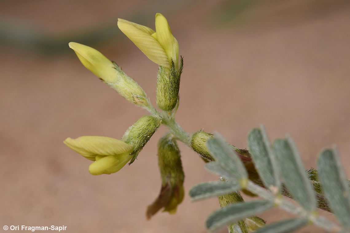 Astragalus trimestris Astragalus trimestris is a small desert annual found in sandy habitats. Astragalus trimestris,Geotagged,Israel,Winter
