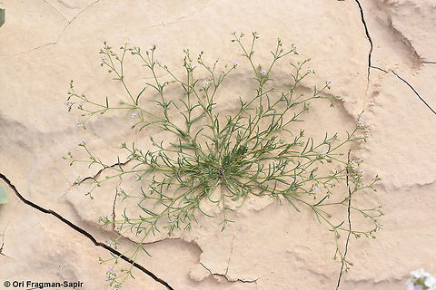 Spergularia diandra A very common in the Arabian desert. Geotagged,Israel,Spergularia diandra,Winter