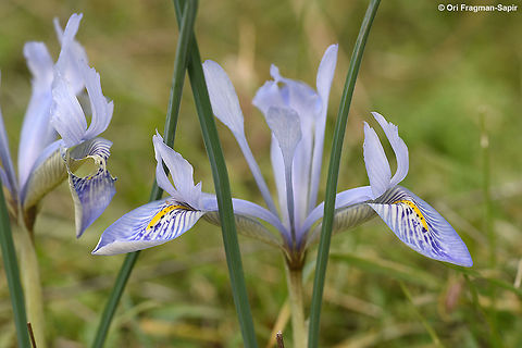 Syrian Iris