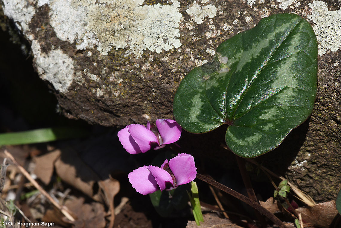 Cyclamen coum A winter flower of the Middle East and and Caucasus mountains. Cyclamen coum,Eastern Sowbread,Geotagged,Winter