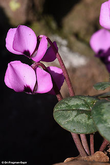 Cyclamen coum A winter flower of the Middle East and and Caucasus mountains. Cyclamen coum,Eastern Sowbread,Geotagged,Winter