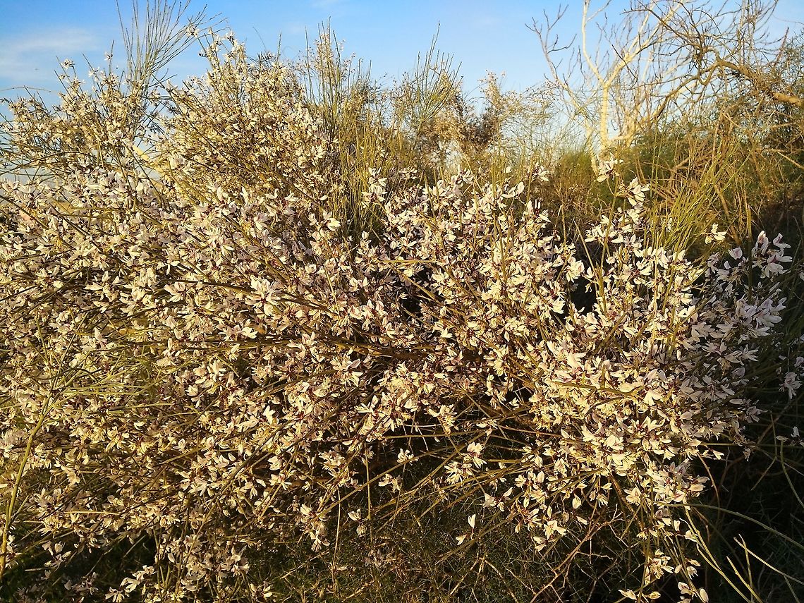 Retama raetam A common desert shrub that penetrates the Mediterranean region in Israel along the coastal sands.  Geotagged,Israel,Retama raetam,Winter