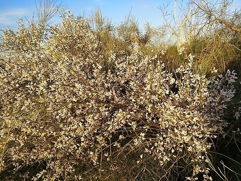 Retama raetam A common desert shrub that penetrates the Mediterranean region in Israel along the coastal sands.  Geotagged,Israel,Retama raetam,Winter