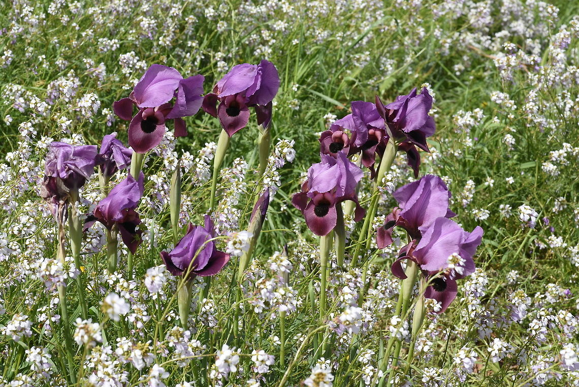 Iris mariae Iris mariae is one of the rarest irises. It grows only in the sandy areas of the western Negev Desert (Israel) and across the border in Egypt (N Sinai). It is threatened by overgrazing and unfortunately most of its populations are located outside nature reserves. This is the southernmost and most arid Oncocylus iris. It has narrow falcate leaves and large violet flowers.  S Israel, W Negev, near Zeelim Geotagged,Iris mariae,Israel,Winter