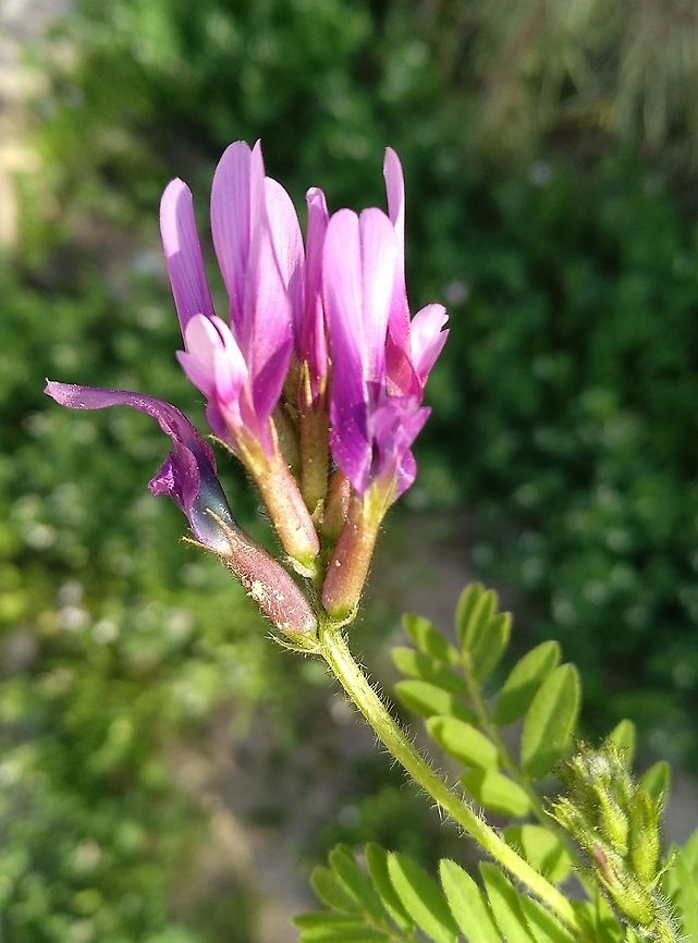 Astragalus callichrous A common annual of the semidesert in Israel and Jordan.  Astragalus callichrous,Geotagged,Winter