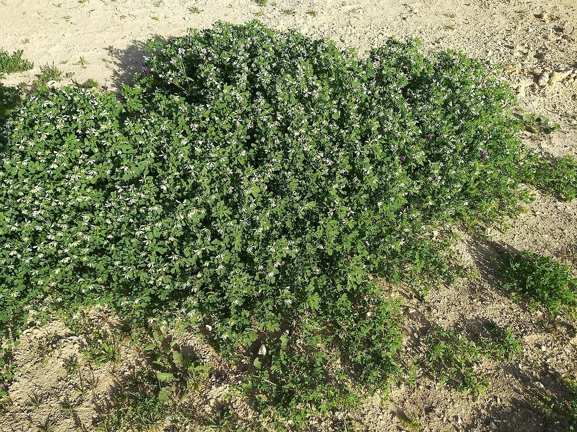 Trigonella arabica A common desert annual of the Arabian Deserts.  Geotagged,Trigonella arabica,Winter