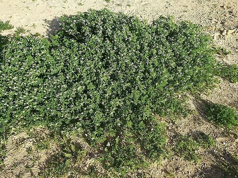 Trigonella arabica A common desert annual of the Arabian Deserts.  Geotagged,Trigonella arabica,Winter