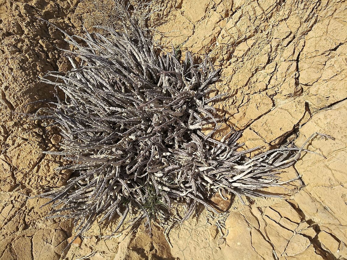 Caralluma sinaica One of the only true succulents of Israel and Jordan. A rare perennial of the Rift Valley.  Caralluma sinaica,Geotagged,Winter