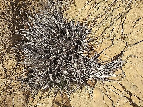 Caralluma sinaica One of the only true succulents of Israel and Jordan. A rare perennial of the Rift Valley.  Caralluma sinaica,Geotagged,Winter