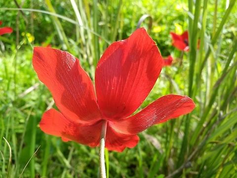 Anemone coronaria A common flower in the eastetn Mediterranean.  Anemone coronaria,Geotagged,Poppy anemone,Winter