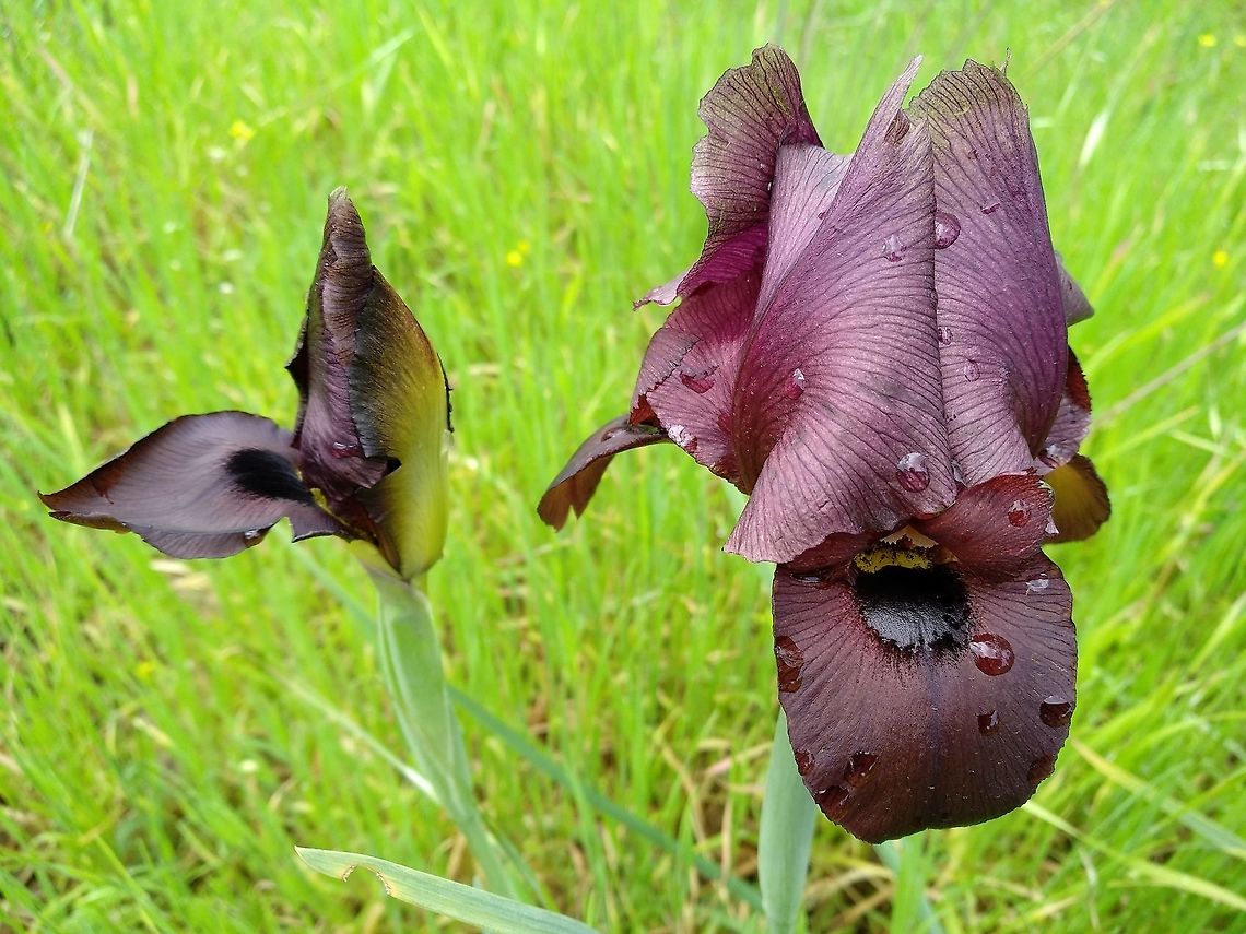 Iris atropurpurea An endemic species of the coastal plain in Israel. Rare and endangered. Coastal iris,Geotagged,Iris atropurpurea,Israel,Winter