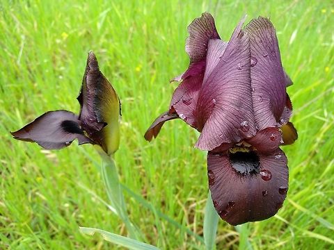 Iris atropurpurea An endemic species of the coastal plain in Israel. Rare and endangered. Coastal iris,Geotagged,Iris atropurpurea,Israel,Winter