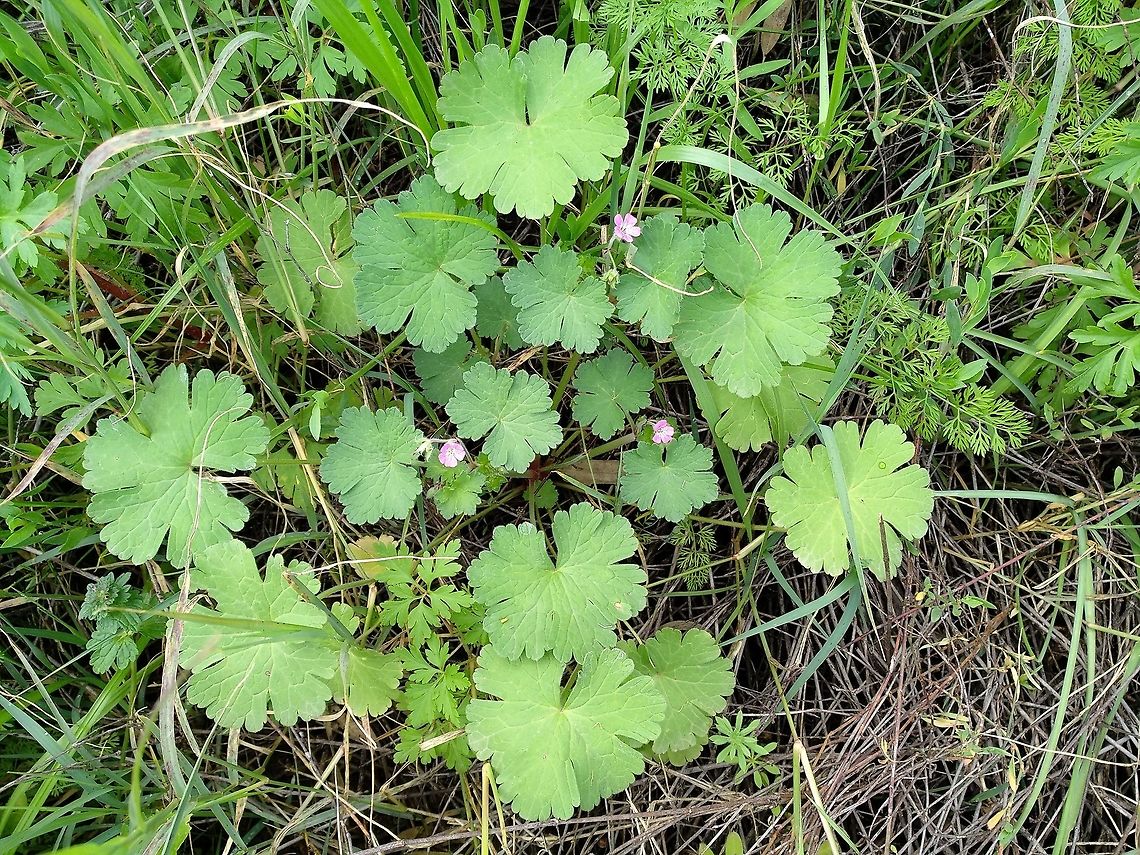 Geranium rotundifolium Geranium rotundifolium is a common Mediterranean annual. Geotagged,Geranium rotundifolium,Israel,Winter