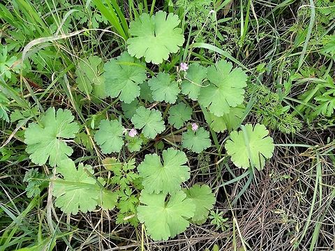 Geranium rotundifolium Geranium rotundifolium is a common Mediterranean annual. Geotagged,Geranium rotundifolium,Israel,Winter