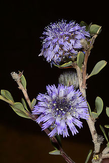 Globularia arabica A desert sub-shrub found in the Middle East. S Israel, S Negev, north of Seifim Plain Arabian Globularia,Geotagged,Globularia arabica,Israel,Winter