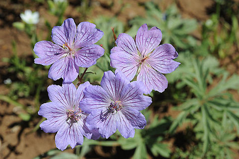 Geranium libanoticum A common tuberous plant in W Asia. Mt Hermon 1600m Geotagged,Geranium libanoticum,Spring