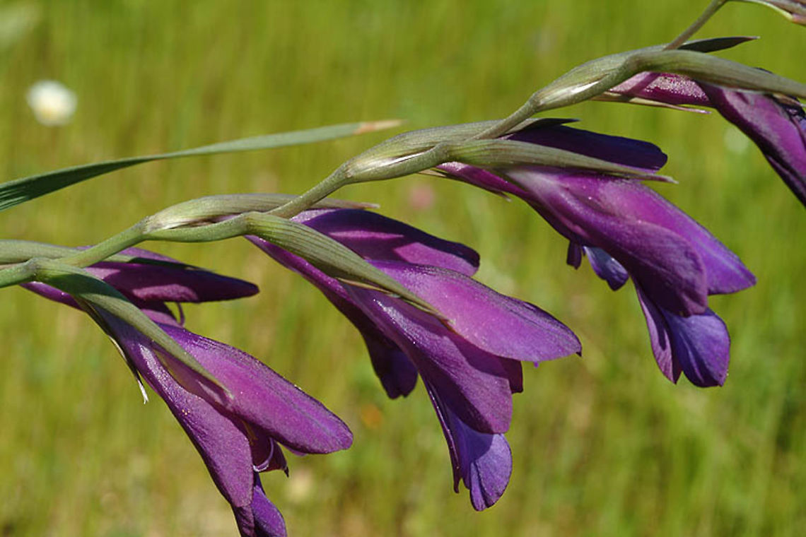Gladiolus atroviolaceus A beautiful cormous plant that survived primarily in traditionally managed agricultural fields. Israel - Tel Krayot Geotagged,Gladiolus atroviolaceus,Israel,Winter
