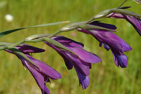 Gladiolus atroviolaceus A beautiful cormous plant that survived primarily in traditionally managed agricultural fields. Israel - Tel Krayot Geotagged,Gladiolus atroviolaceus,Israel,Winter