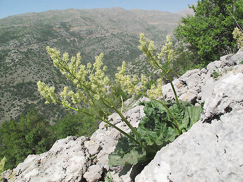 Rheum ribes A mountainous perennial growing in screes. Mt Hermon, Yifat, 1650m Syrian rhubarb,ribes