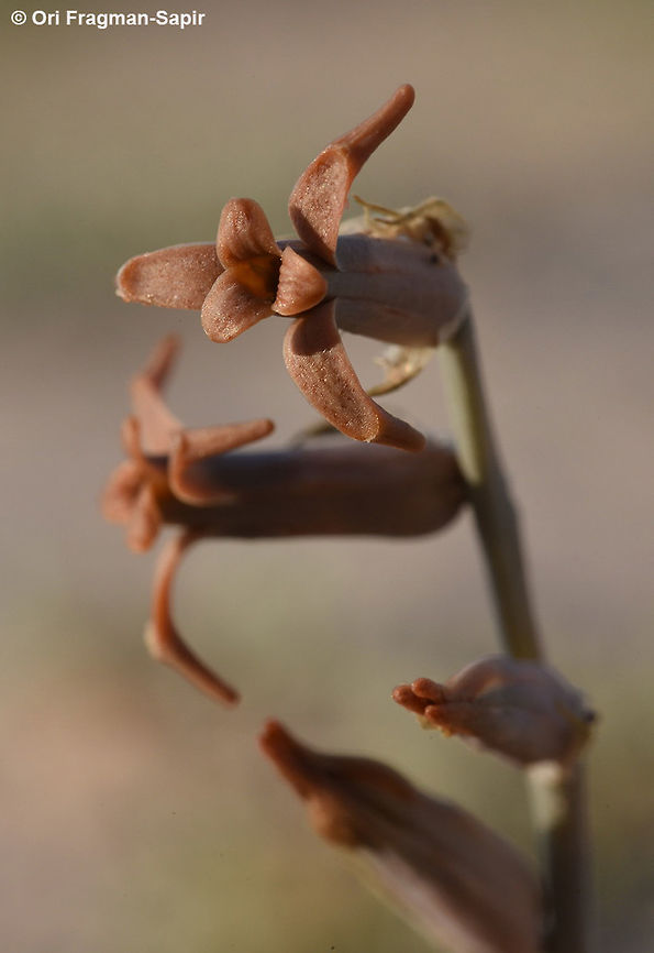 Dipcadi erythraeum Dipcadi erythraeum is one of the only bulbs that penetrates the extreme desert. It grows in sands. Brown Lily,Dipcadi erythraeum,Geotagged,Israel,Winter