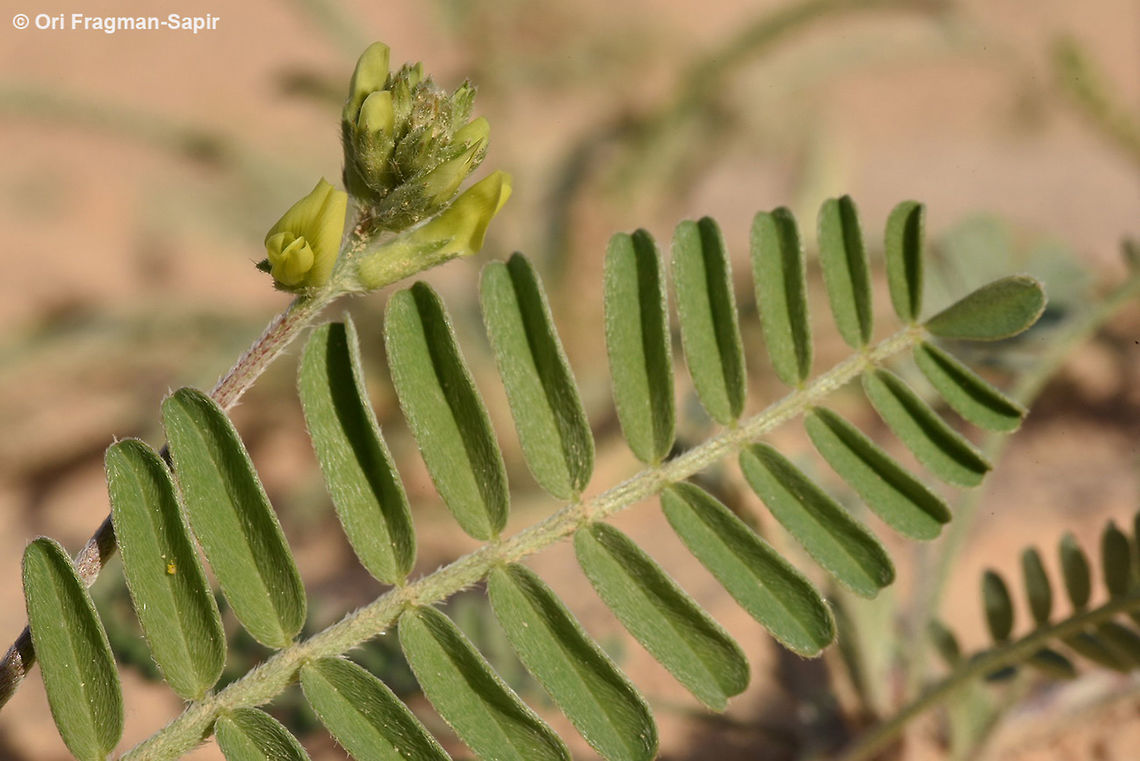 Astragalus trimestris Astragalus trimestris grows in sandy deserts. In Israel it is extremely rare and endangered. Astragalus trimestris,Geotagged,Israel,Winter