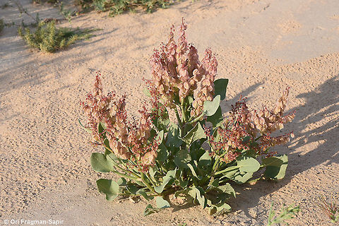 Rumex vesicarius A common Saharo-Arabian annual. Bladder Dock,Geotagged,Israel,Rumex vesicarius,Winter
