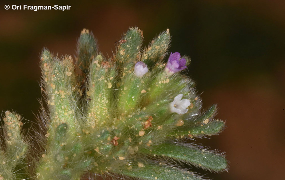 Arnebia tinctoria A small annual of the sandy extreme desert. Arnebia tinctoria,Geotagged,Israel,Winter