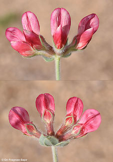 Lotus lanuginosus A perennial of the extreme desert that blooms only in rainy years. Geotagged,Israel,Lotus lanuginosus,Winter