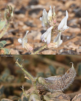 Astragalus bombycinus An annual to biennial plant of the extreme desert. It blooms only in rainy years. Astragalus bombycinus,Geotagged,Israel,Winter